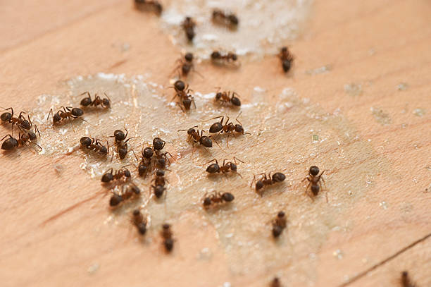 Best Termite Control Services  in Media, PA